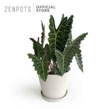 Load image into Gallery viewer, Zenpots 30cm Pot with Catch Plate