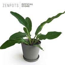 Load image into Gallery viewer, Zenpots 30cm Pot with Catch Plate

